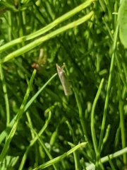 Agriphila straminella