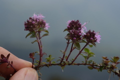 Thymus praecox polytrichus