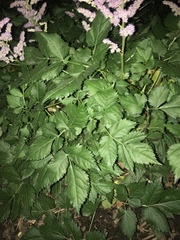 Astilbe japonica