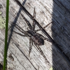 Acantholycosa lignaria