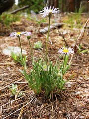 Erigeron vetensis