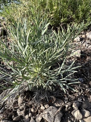 Peucedanum officinale