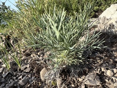 Peucedanum officinale