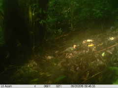 Crypturellus cinnamomeus