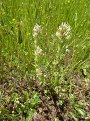 Castilleja attenuata