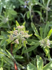 Eriogonum heracleoides