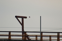 Tachycineta albilinea