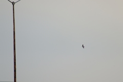 Tachycineta albilinea