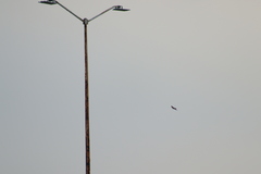 Tachycineta albilinea