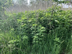 Ripariosida hermaphrodita