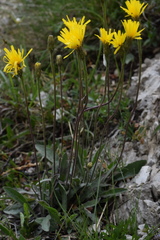Leontodon tenuiflorus