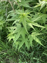 Ripariosida hermaphrodita