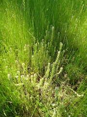 Castilleja attenuata