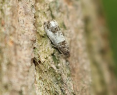 Notocelia rosaecolana