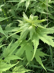 Ripariosida hermaphrodita