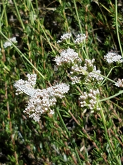 Euphilotes bernardino