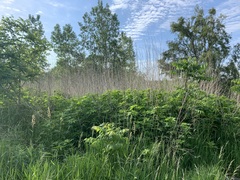 Ripariosida hermaphrodita