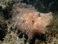 Geitodoris planata