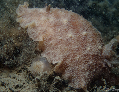 Geitodoris planata