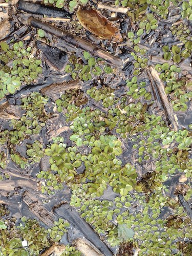 Salvinia molesta observed 2022-05-29