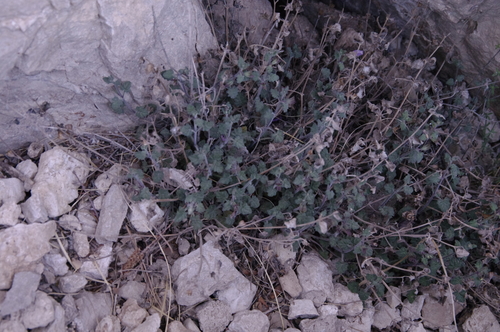 Image of Salvia summa by (c) Eric Knight, some rights reserved (CC BY)