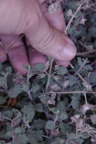 Image of Salvia summa by (c) Eric Knight, some rights reserved (CC BY)