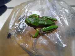 Gastrotheca cuencana