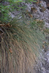 Festuca alpestris