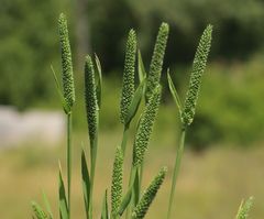 Phleum paniculatum