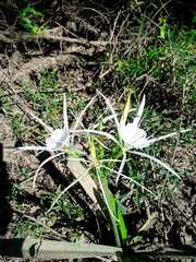 Hymenocallis choctawensis