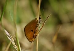 Heliothea discoidaria