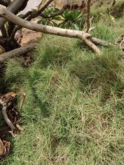 Zoysia matrella