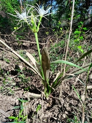 Hymenocallis choctawensis