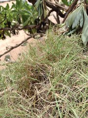 Zoysia matrella