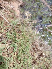 Zoysia matrella