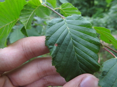 Dasineura ruebsaameni