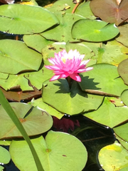 Nymphaea odorata odorata