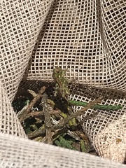 Melanoplus macclungi