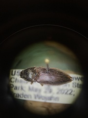 Oxygonus obesus