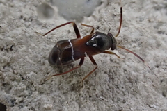 Pilophorus perplexus