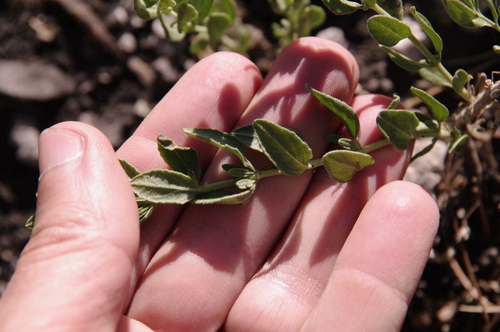 Image of Salvia lycioides by (c) Eric Knight, some rights reserved (CC BY)