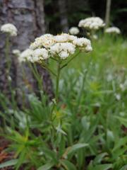 Antennaria anaphaloides