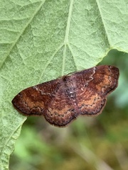 Leptostales rubromarginaria