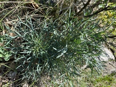 Peucedanum officinale