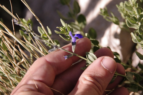 Image of Salvia lycioides by (c) Eric Knight, some rights reserved (CC BY)
