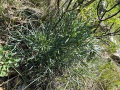 Peucedanum officinale
