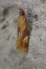 Epicallima formosella
