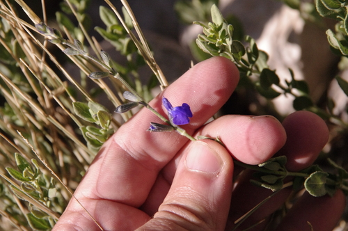 Image of Salvia lycioides by (c) Eric Knight, some rights reserved (CC BY)