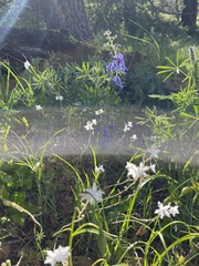 Lithophragma parviflorum