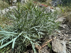 Peucedanum officinale